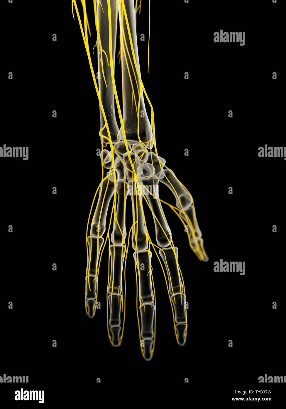 Human hand nerves hi-res stock photography and images - Alamy