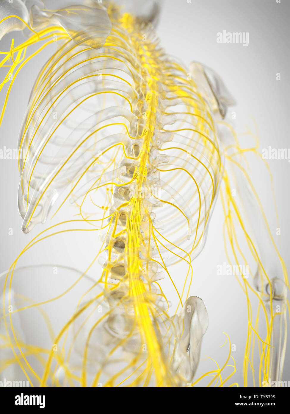 3d rendered medically accurate illustration of the spinal cord Stock ...
