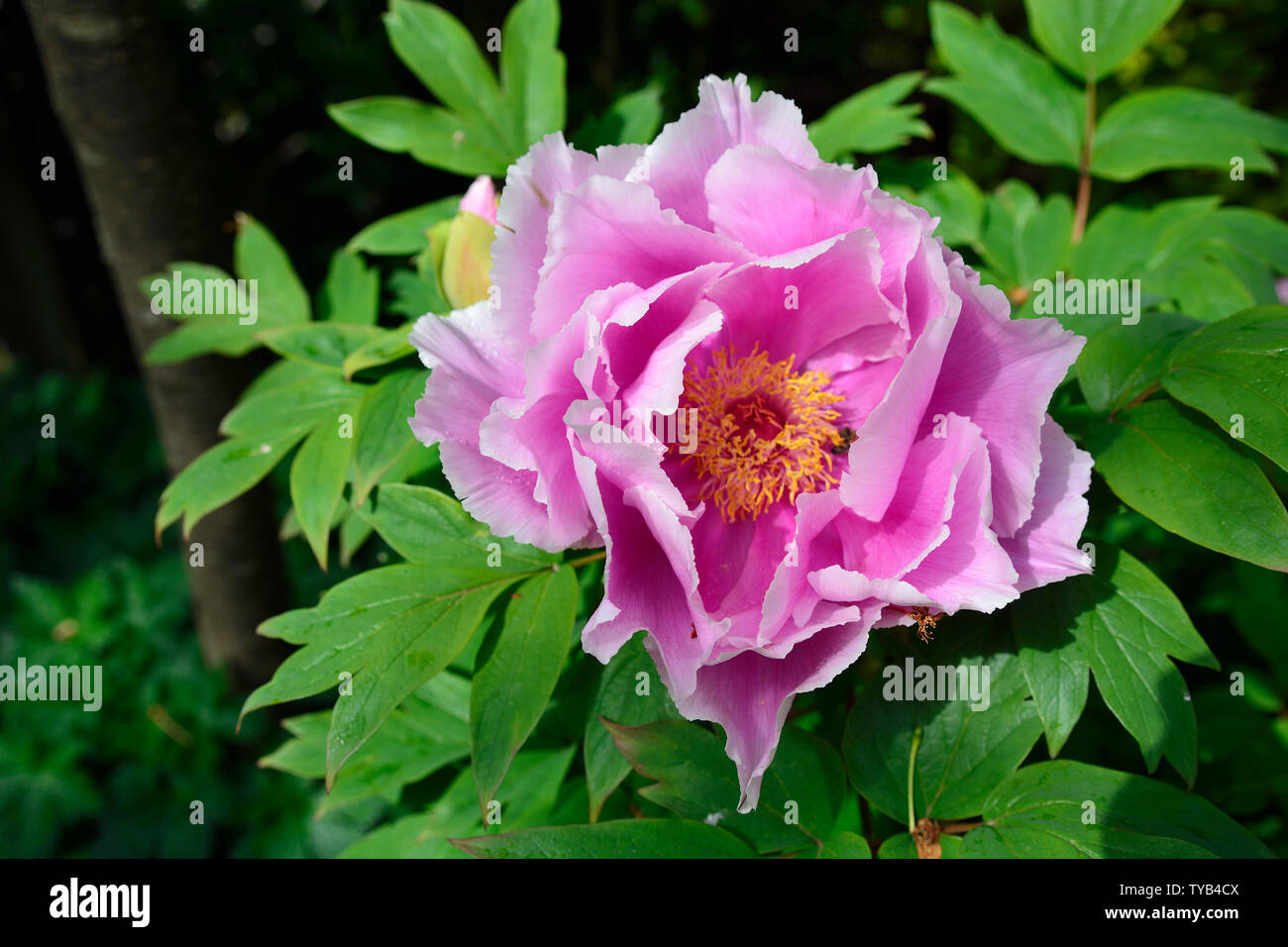 Pink Peony flower - garden in Kent, UK June Stock Photo - Alamy