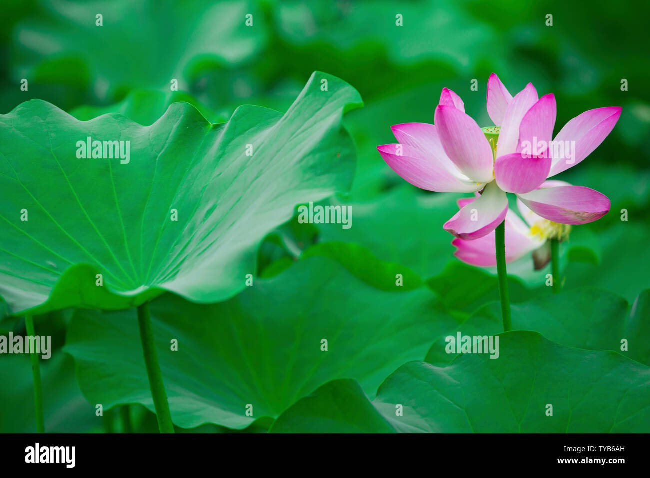 Beautiful lotus in full bloom Stock Photo Alamy