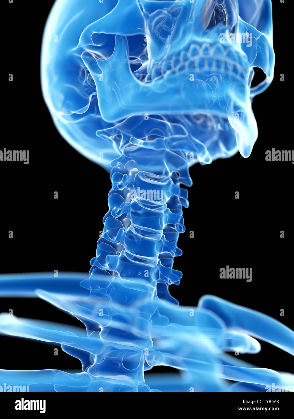 Neck Visual 3d rendered medically accurate illustration of the cervical neck Stock ...