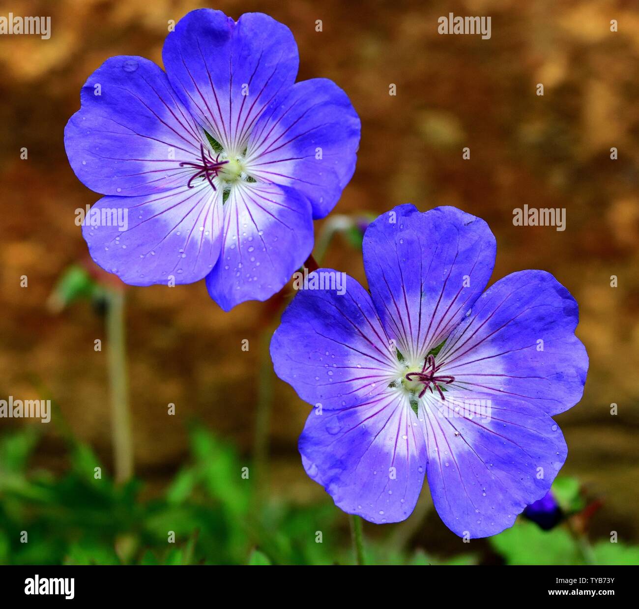 Closeup of two blooms of Geranium Rozanne after rainfall. Stock Photo
