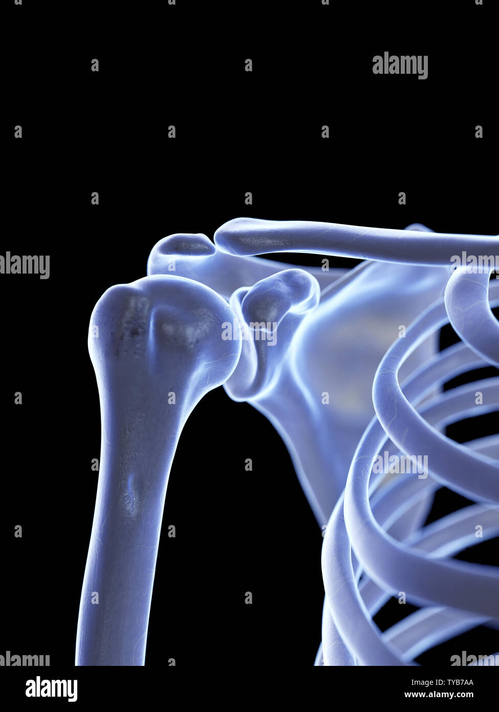 3d rendered medically accurate illustration of the shoulder joint Stock Photo