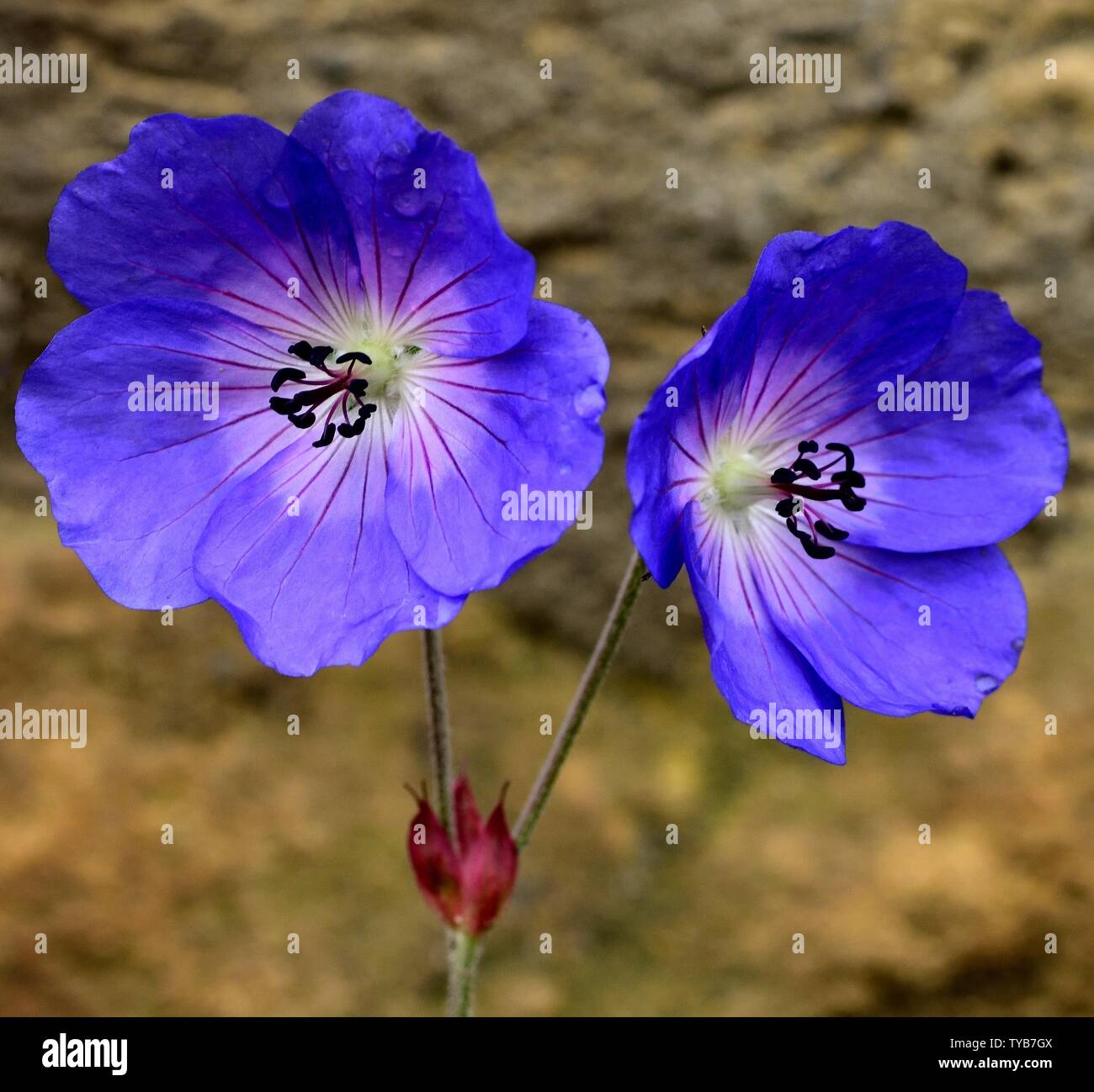 Geranium rozanne garden border hi-res stock photography and images - Alamy