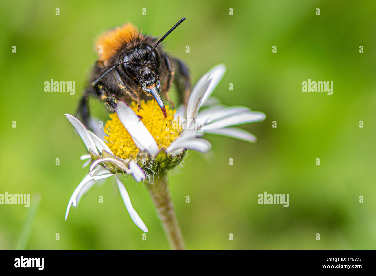 Tree Bumblebee (Bombus hypnorum) Stock Photo