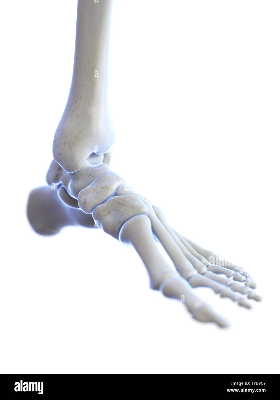 Tibia fibula joint Cut Out Stock Images & Pictures - Alamy