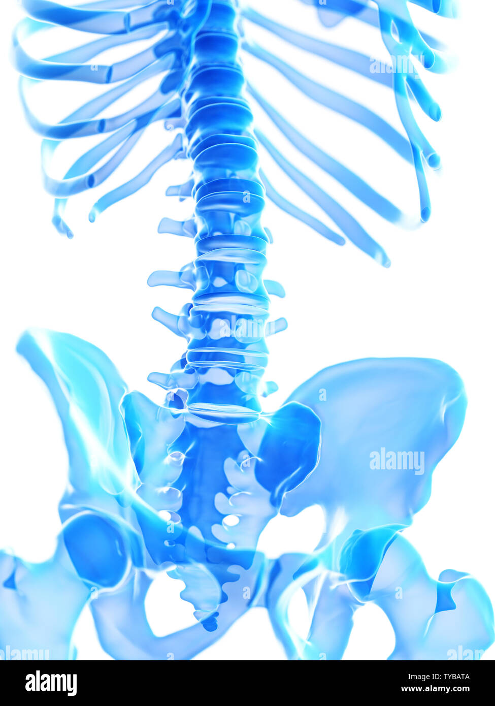3d rendered medically accurate illustration of the lumbar spine Stock ...