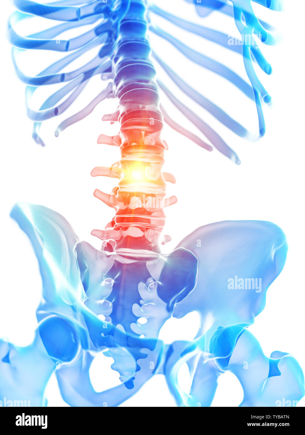 3d rendered medically accurate illustration of the lumbar spine showing ...