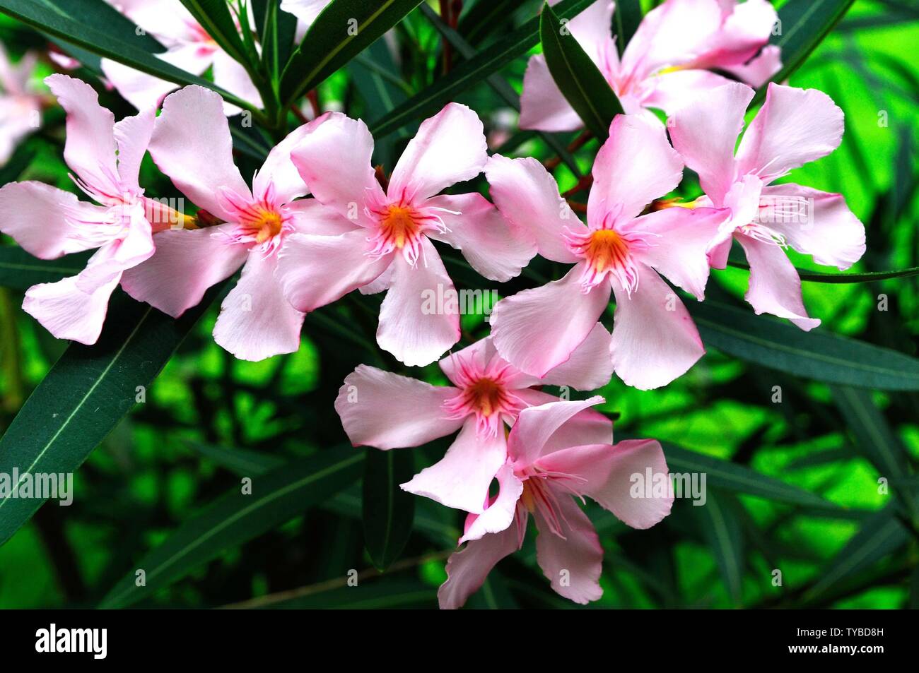 Oleander flowering | usage worldwide Stock Photo - Alamy