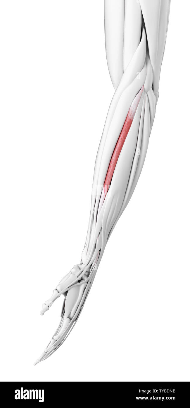 3d rendered medically accurate illustration of the carpi radialis ...
