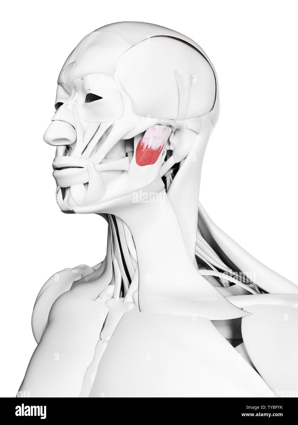 3d rendered medically accurate illustration of the deep masseter Stock Photo