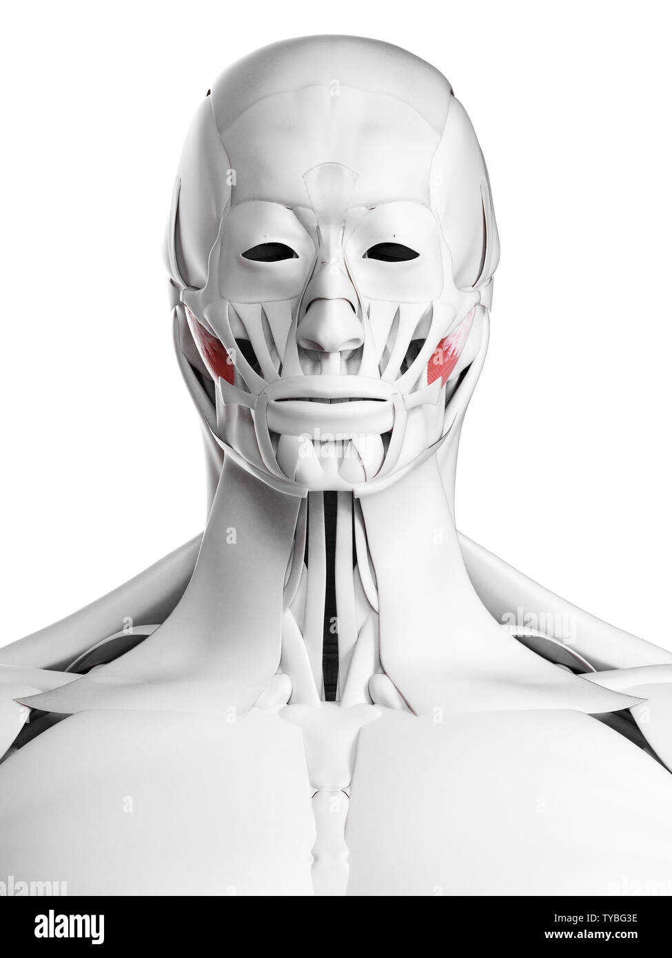 3d rendered medically accurate illustration of the deep masseter Stock Photo