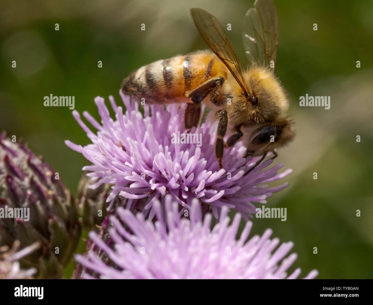 A Honeybee pollinating a Thistle on Blackheath in the Royal Borough of Greenwich, London, UK Stock Photo