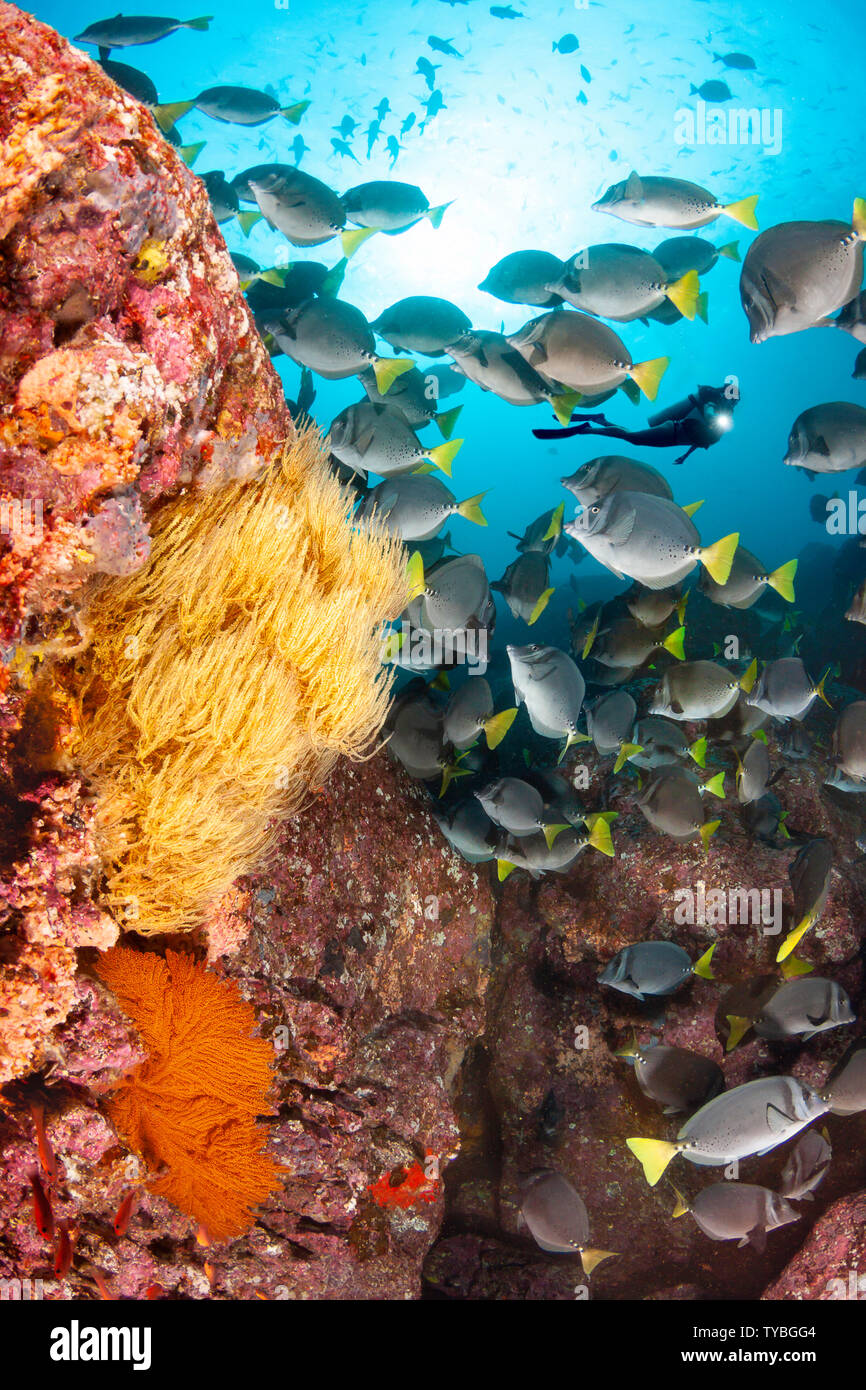 Schooling yellowtail surgeonfish, Prionurus laticlavius, and a diver (MR) with yellow polyp black coral and gorgonian fan, Santa Fe Island, Galapagos Stock Photo