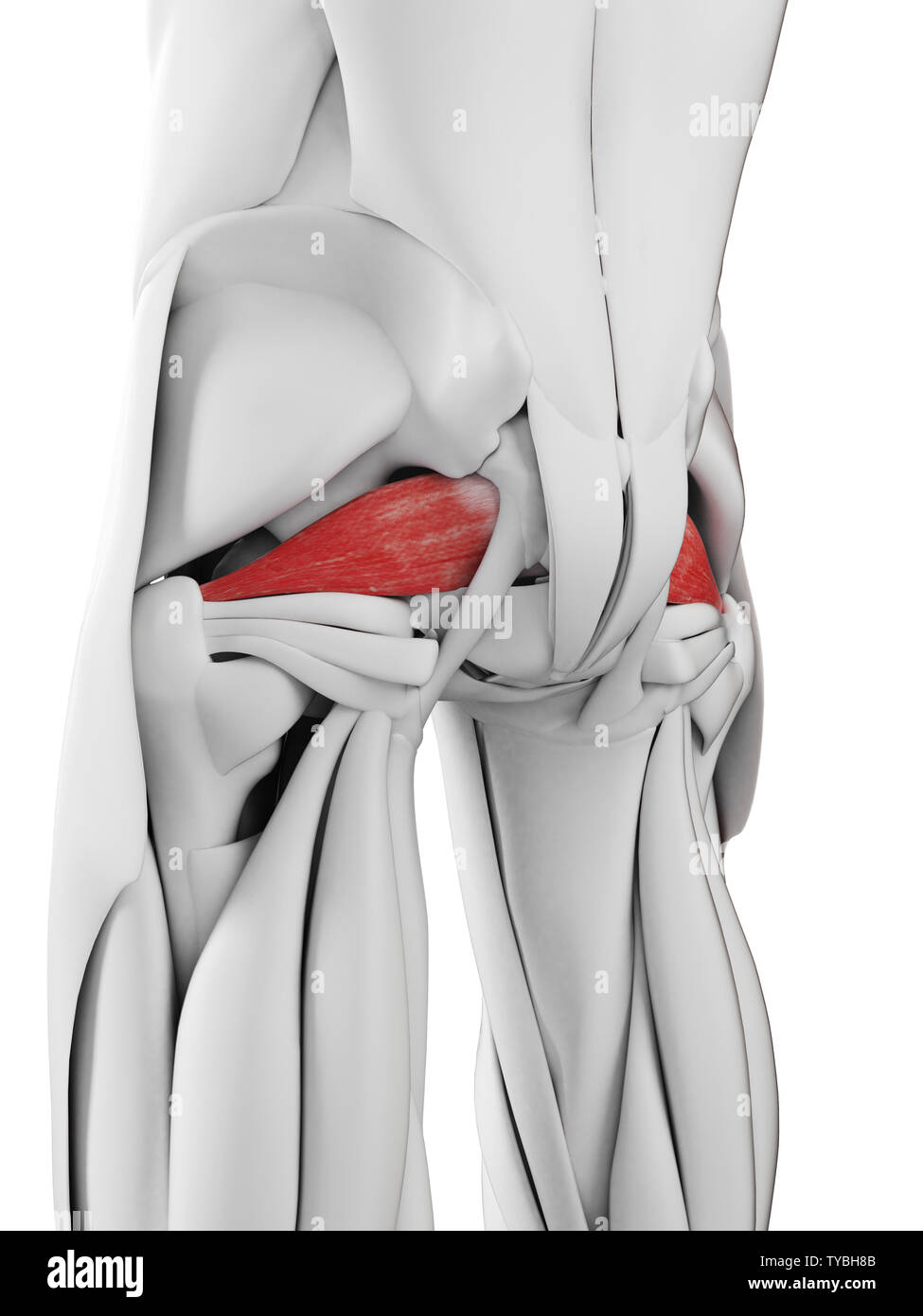 Piriformis Muscle High Resolution Stock Photography and Images - Alamy