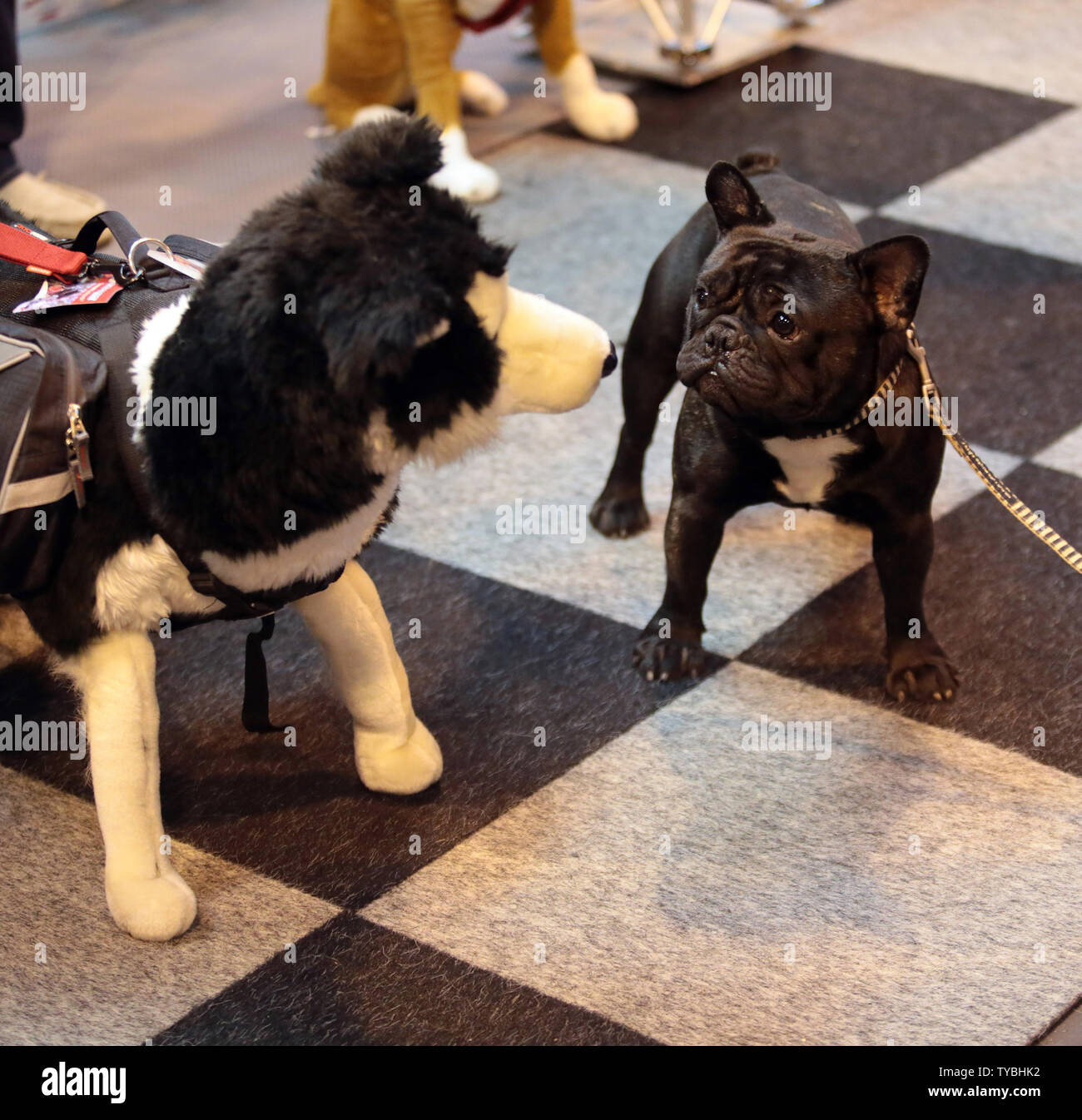 A French bulldog makes acquaintance with toy dog at Crufts 2013, the World's biggest Dog show, in the NEC, Birmingham on March 8, 2013. Around 28,000 dogs will come to the annual four day event. On Sunday evening one dog will be crowned Best in Show.      UPI/Hugo Philpott Stock Photo