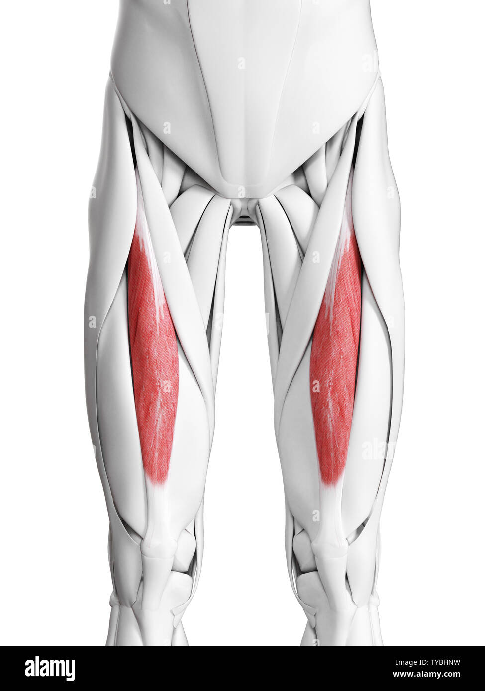 Rectus Femoris Muscle High Resolution Stock Photography And Images Alamy
