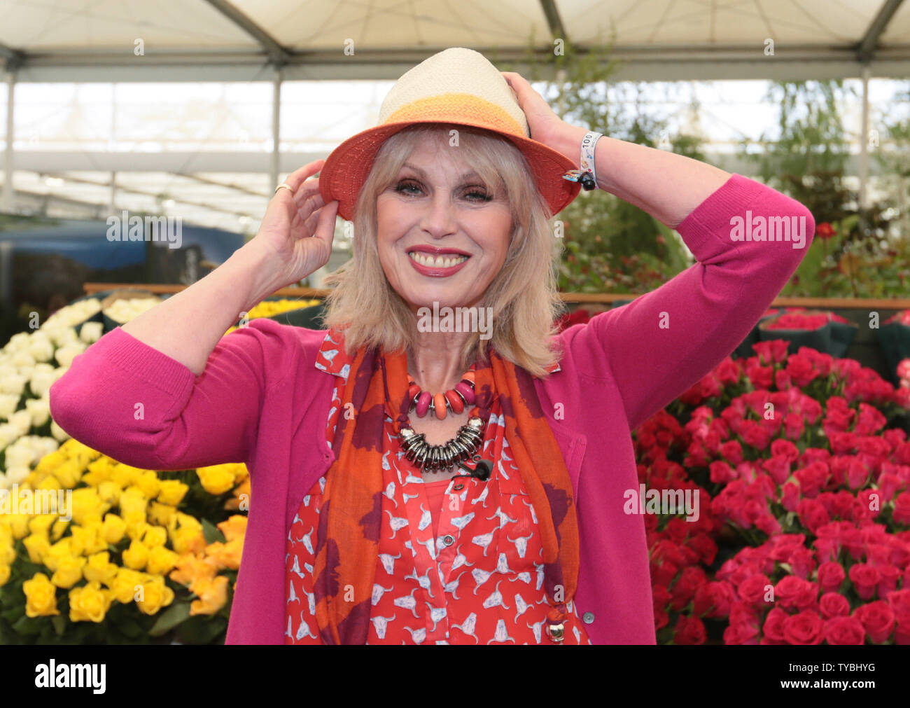 British actress Joanna Lumley poses amongst the roses at the 100th Chelsea Flower Show on in London on Monday, May 20 2013.      UPI/Hugo Philpott Stock Photo