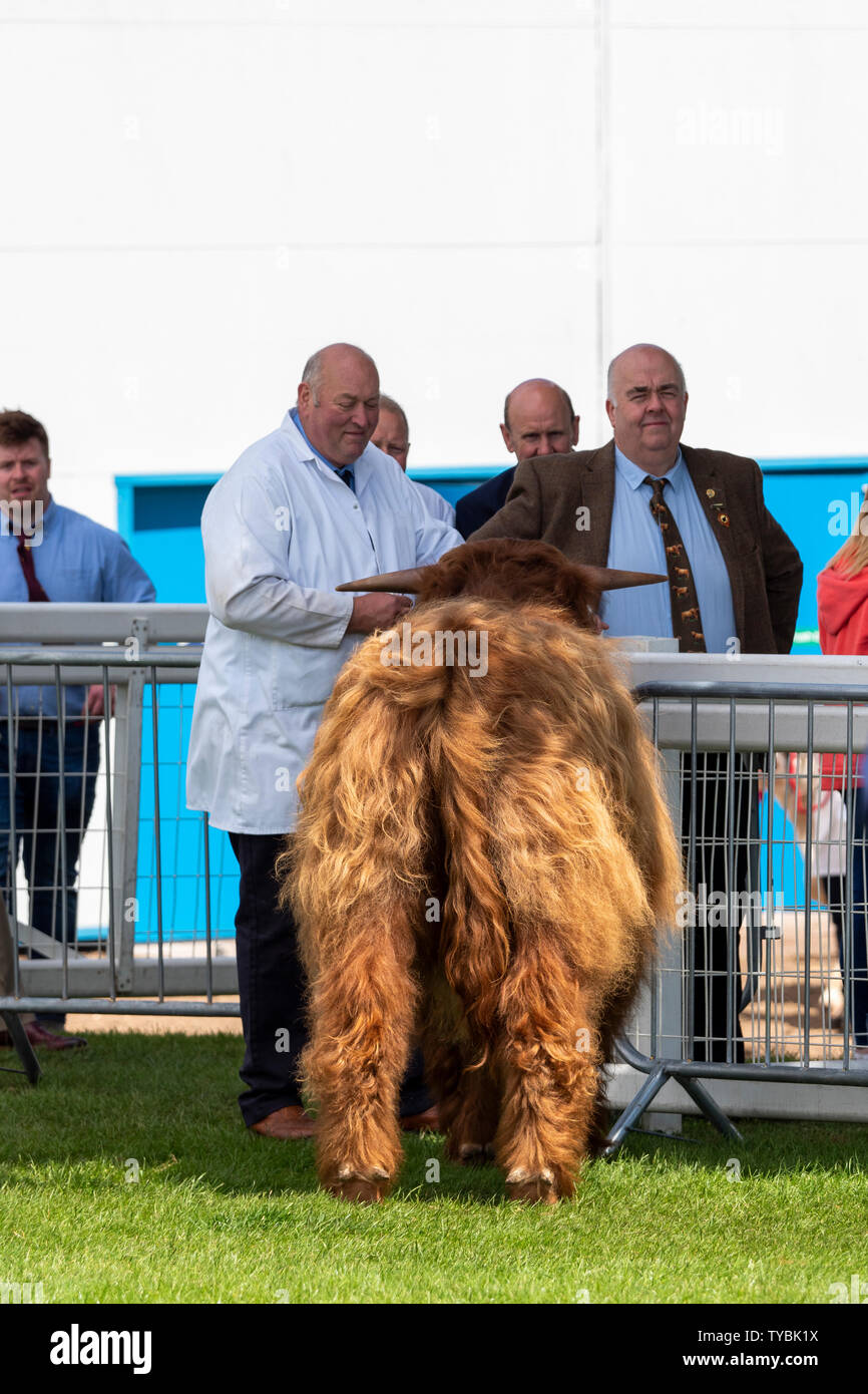 Cattle at Royal Highland Show, Scotland, UK Stock Photo