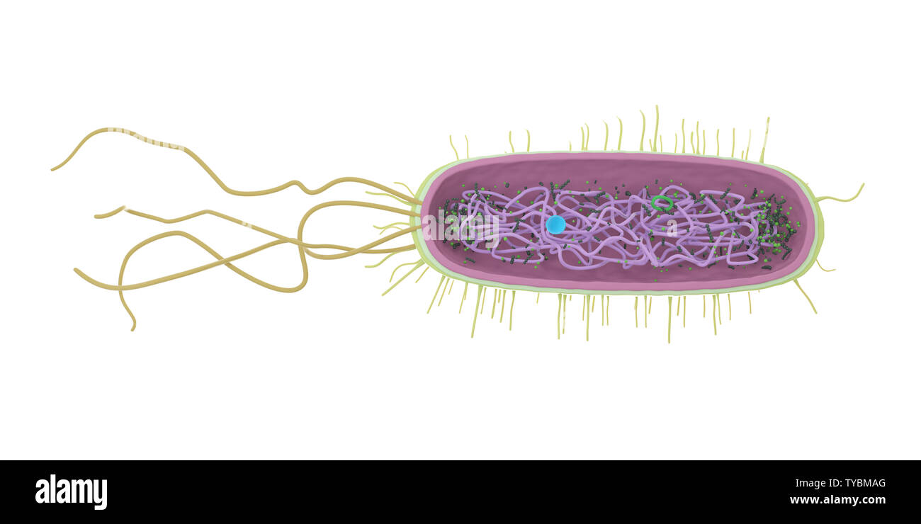 3d rendered medically accurate illustration of the bacteria anatomy Stock Photo