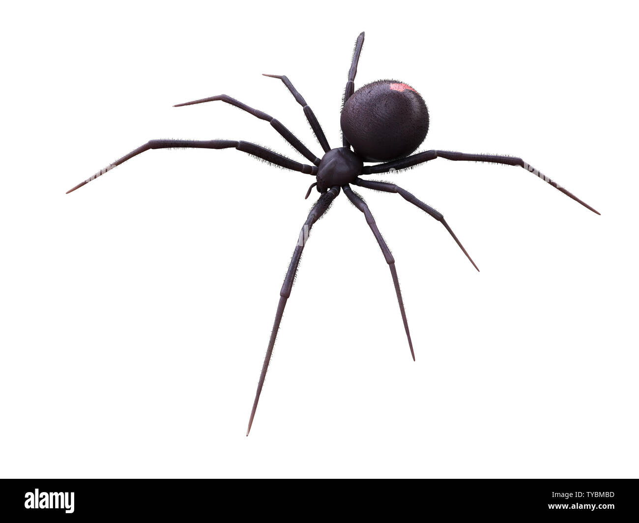 Black widow hires stock photography and images Alamy