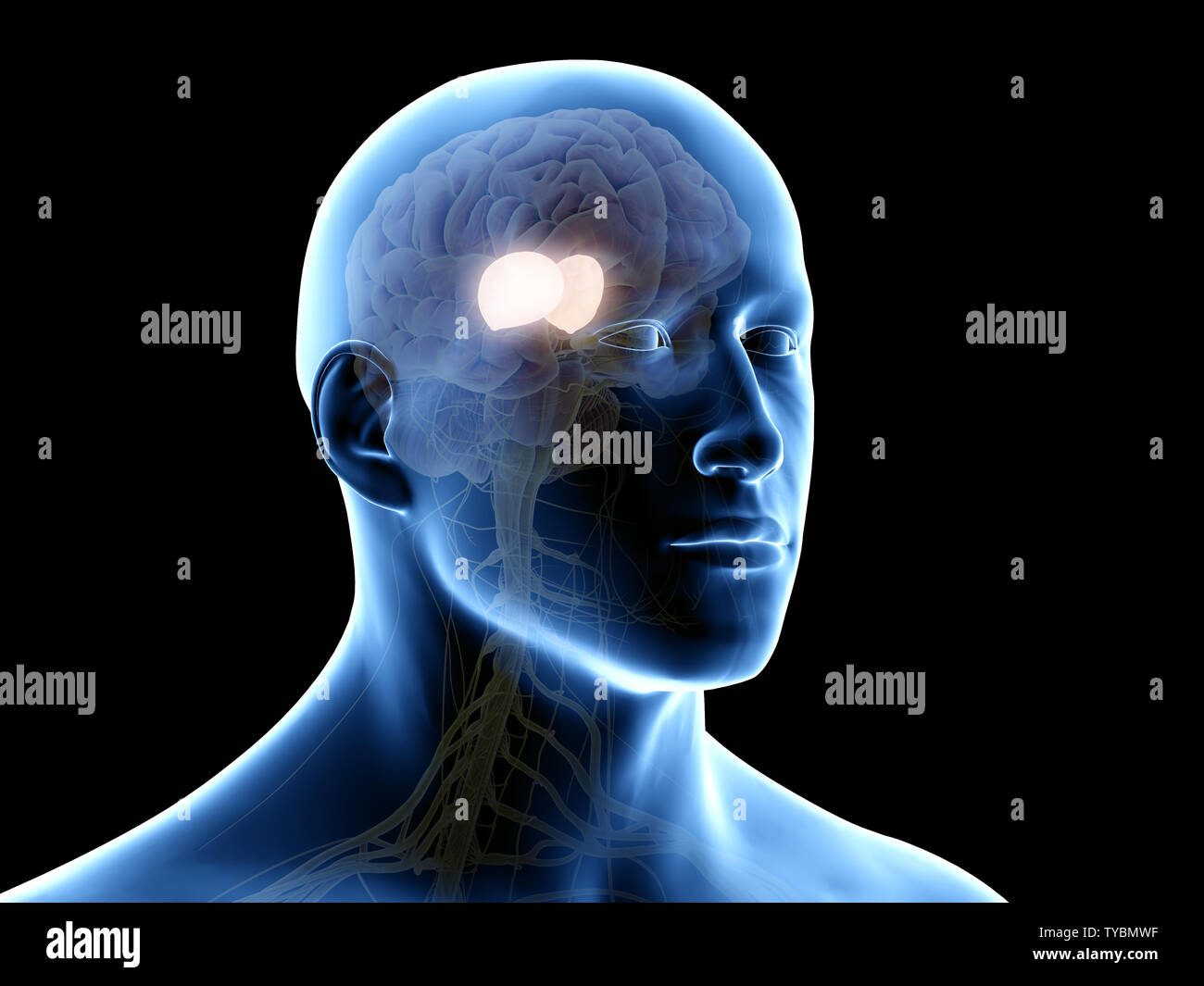Thalamus High Resolution Stock Photography and Images - Alamy