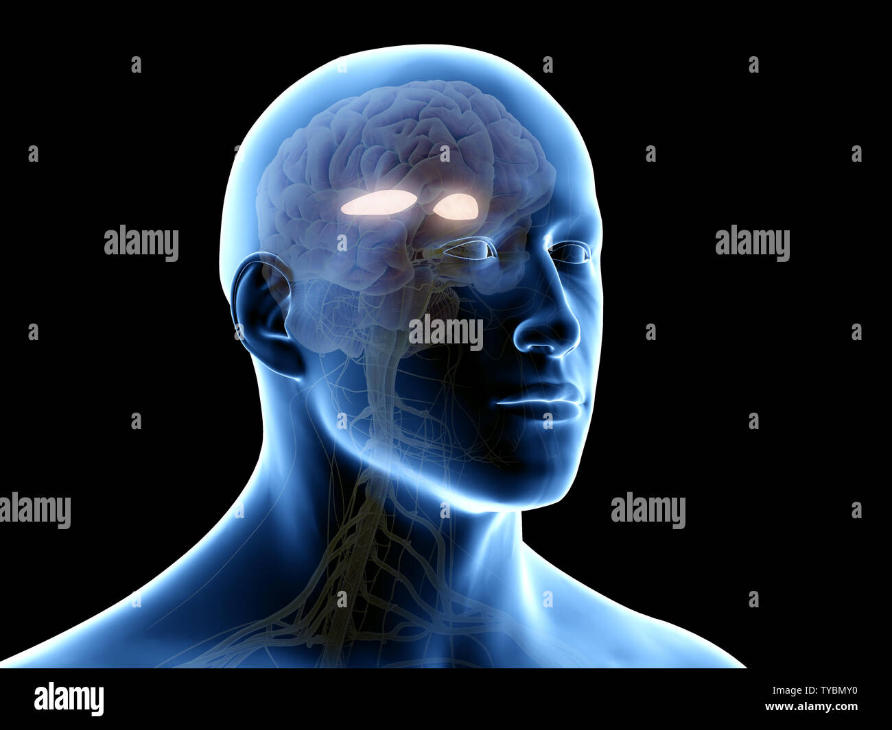 3d rendered medically accurate illustration of the lateral globus padillus Stock Photo