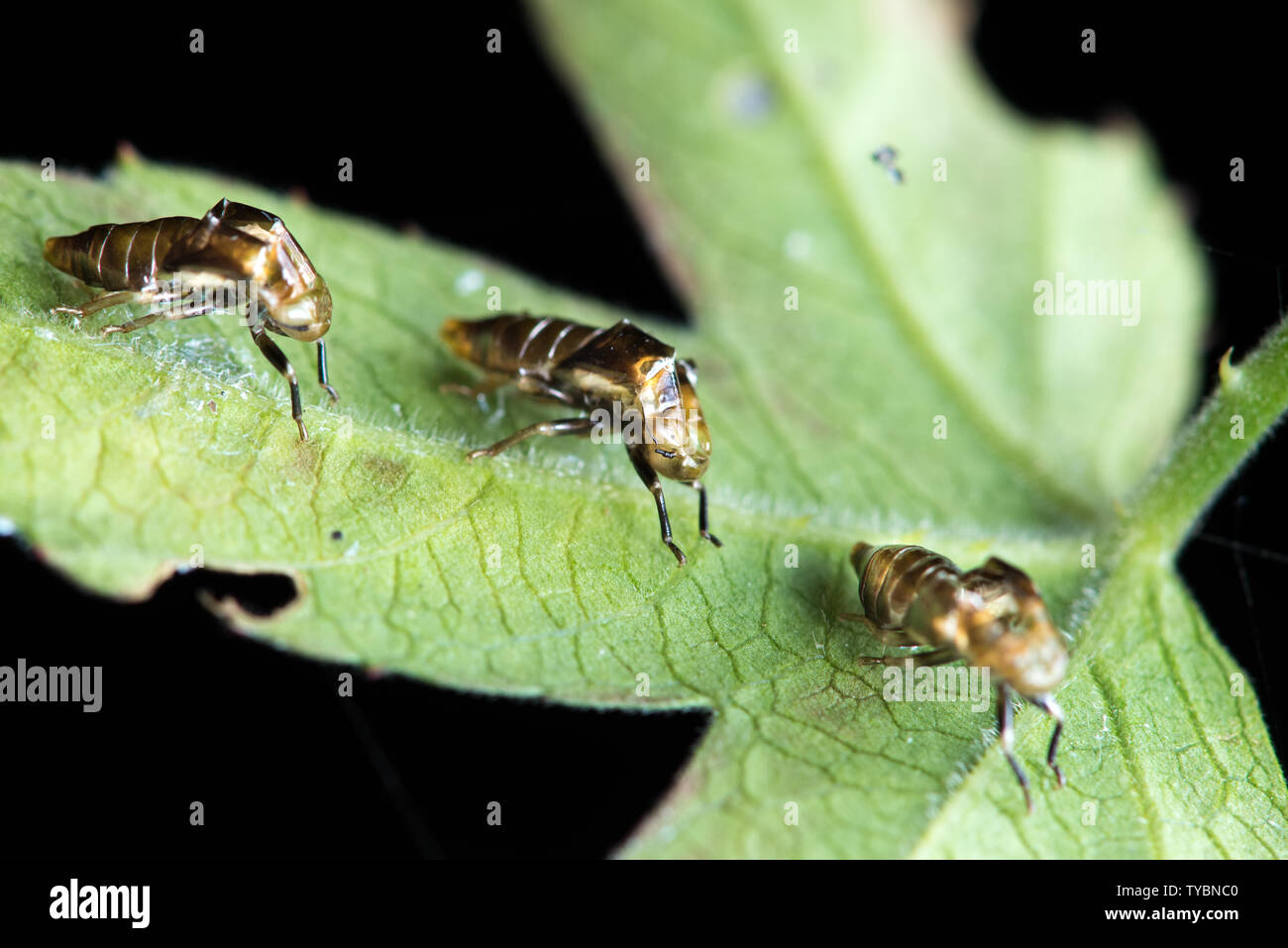 Insect scene hi-res stock photography and images - Alamy