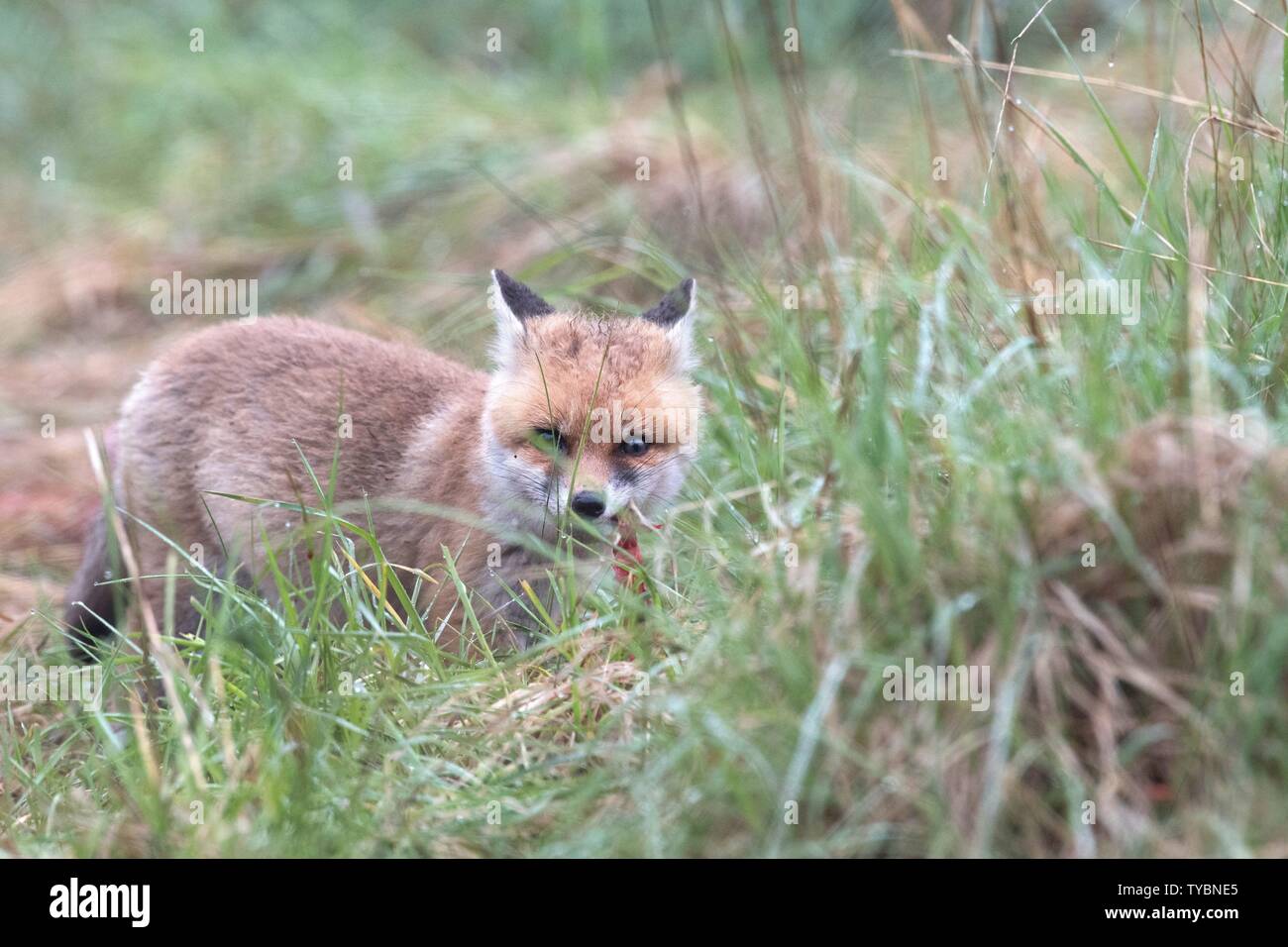 Red fox | usage worldwide Stock Photo - Alamy