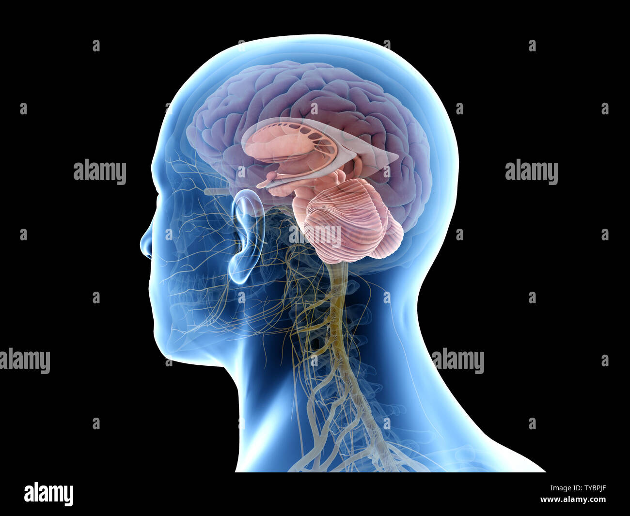 3d rendered medically accurate illustration of the inner brain anatomy Stock Photo Alamy