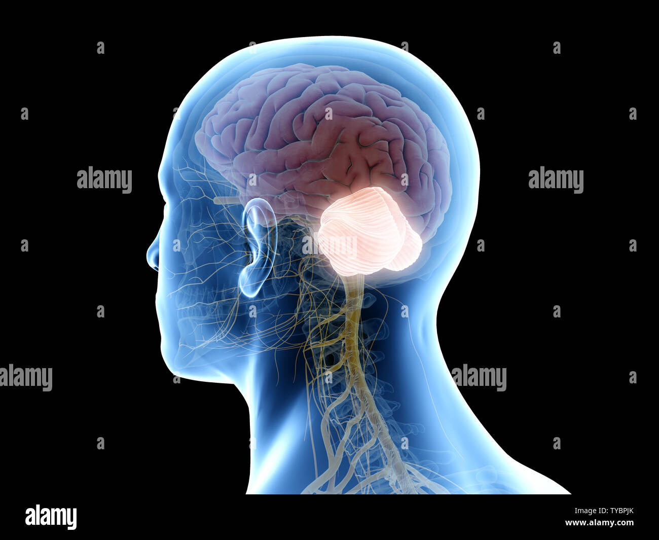 3d rendered medically accurate illustration of the cerebellum, Stock Photo