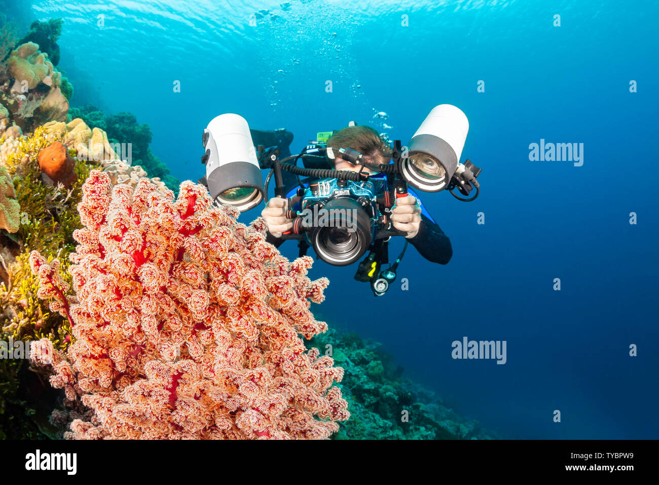 A photographer (MR) lines up with a SLR in a housing with a macro lens to shoot soft coral detail, Indonesia. Stock Photo