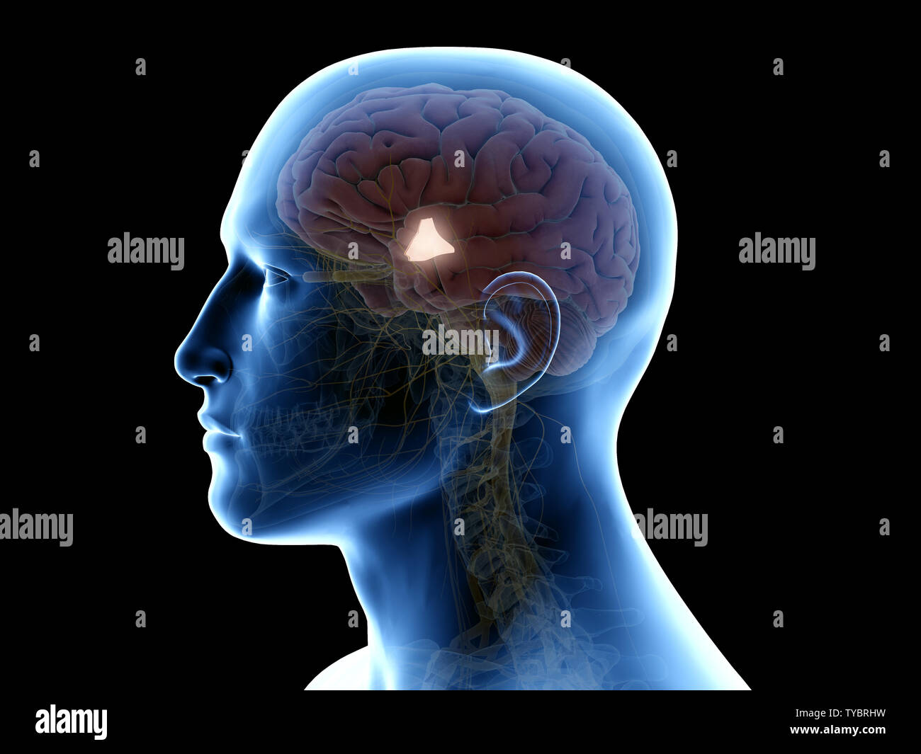 3d rendered medically accurate illustration of the hypothalamus Stock ...