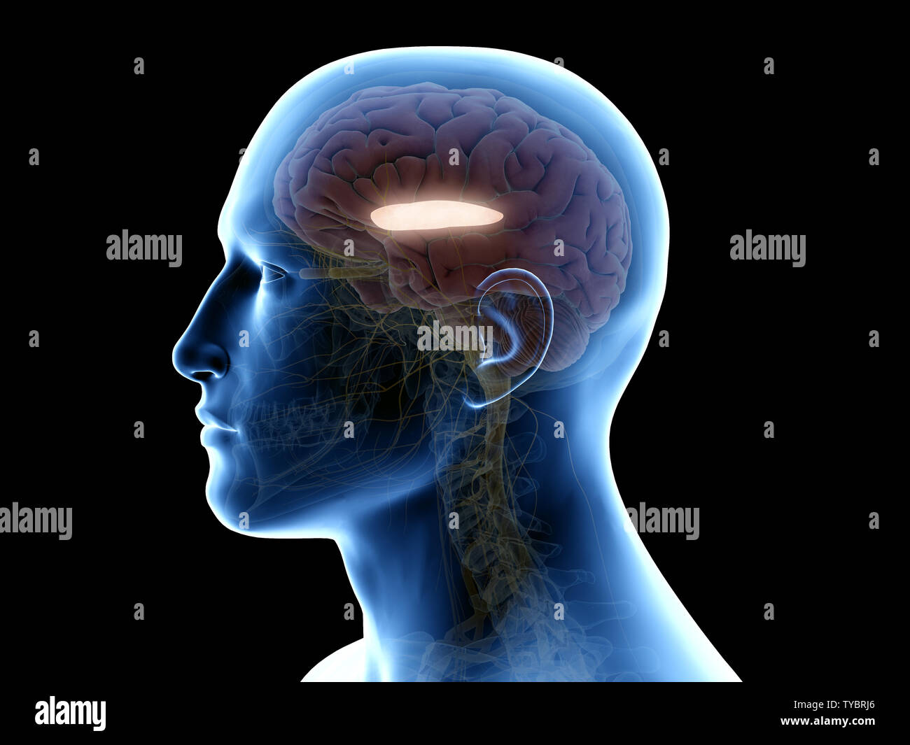 3d rendered medically accurate illustration of the lateral globus padillus Stock Photo