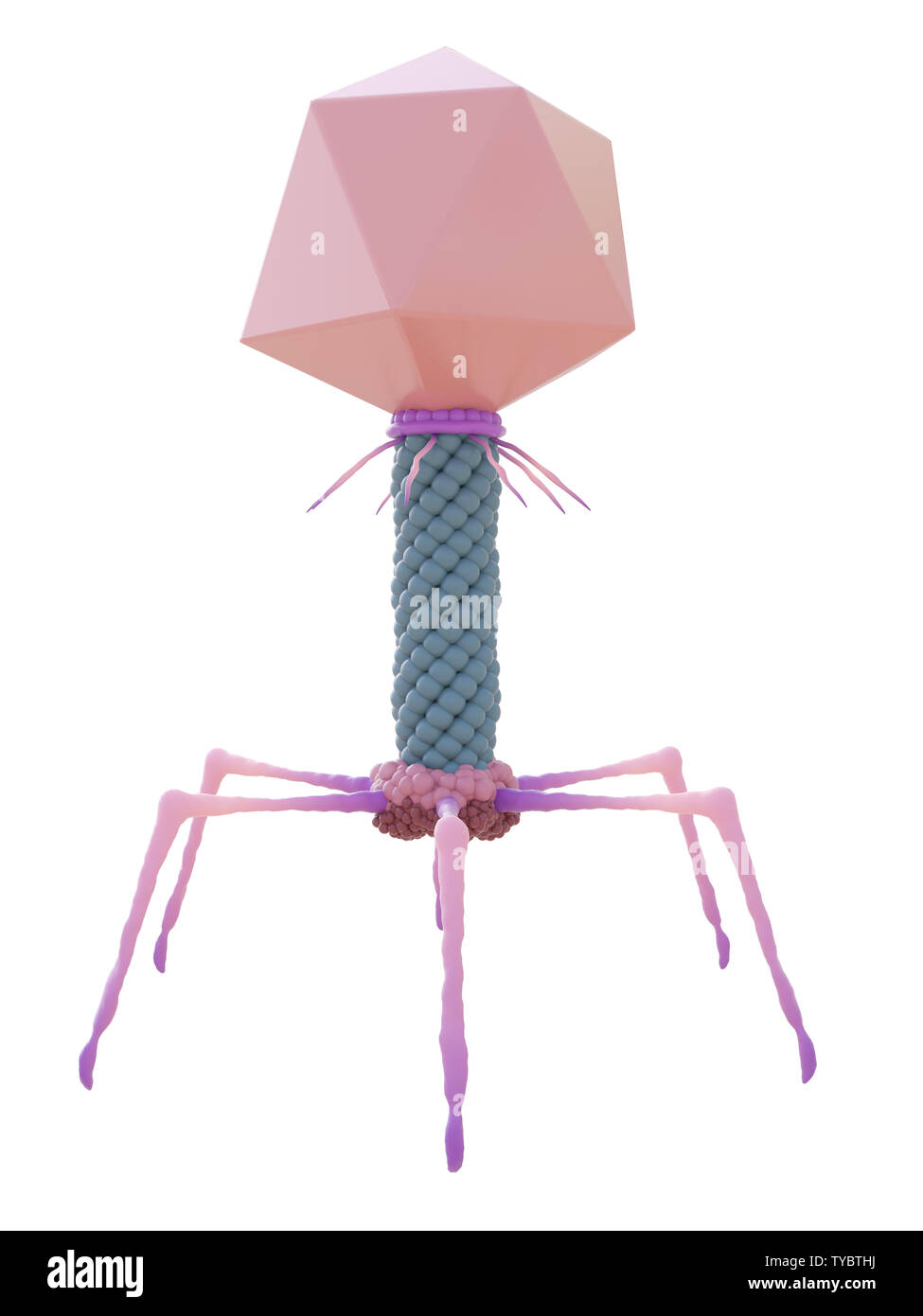 3d rendered medically accurate illustration of a bacteriophage Stock Photo