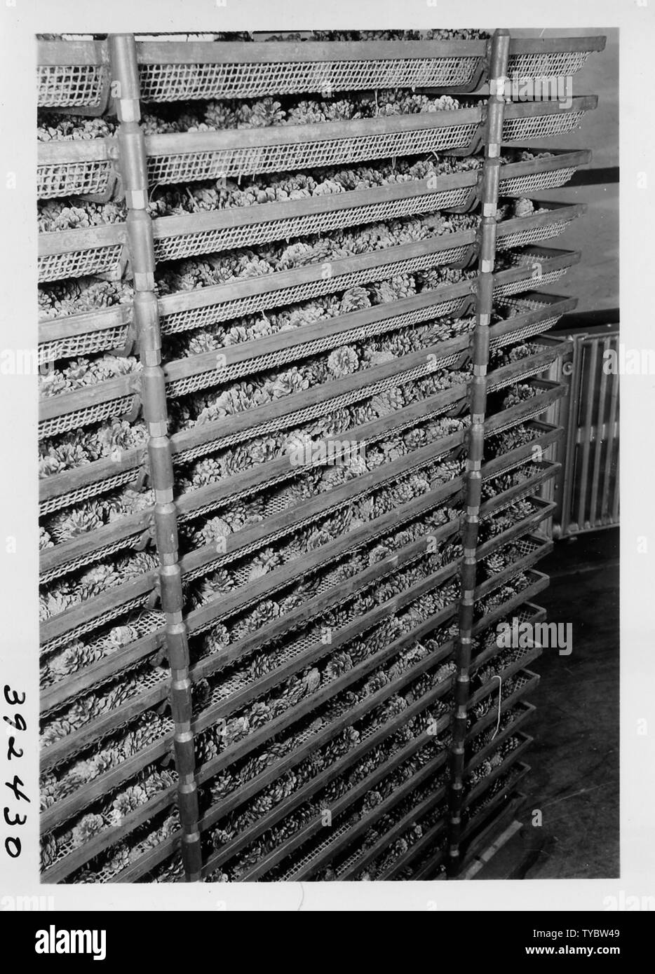 Photograph of Close Up of Red Pine Cones; Scope and content:  Original caption: Close-up of red pine cones in a tier of cone trays ready for treatment, in the kiln. A tier consists of 22 trays. The kiln holds two tiers of trays (44 trays all told) and thus 22 bu. of cones. (1/2 bu. Per tray)) are treated at one time. Cass Lake Nurser. Stock Photo