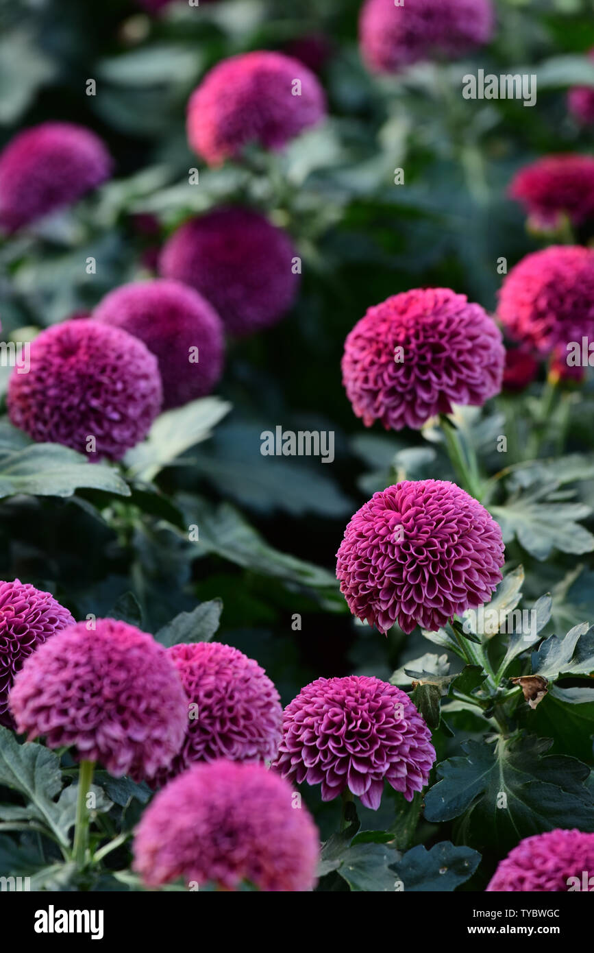 Large purple dahlia flowers hi-res stock photography and images - Alamy