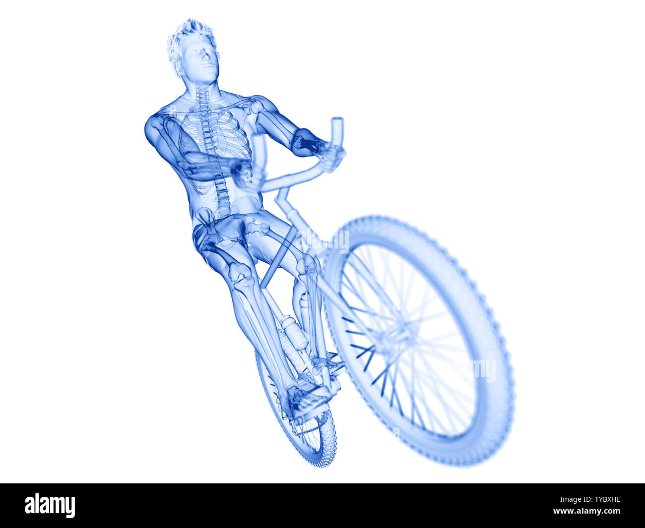 3d rendered illustration of a cyclists skeleton Stock Photo