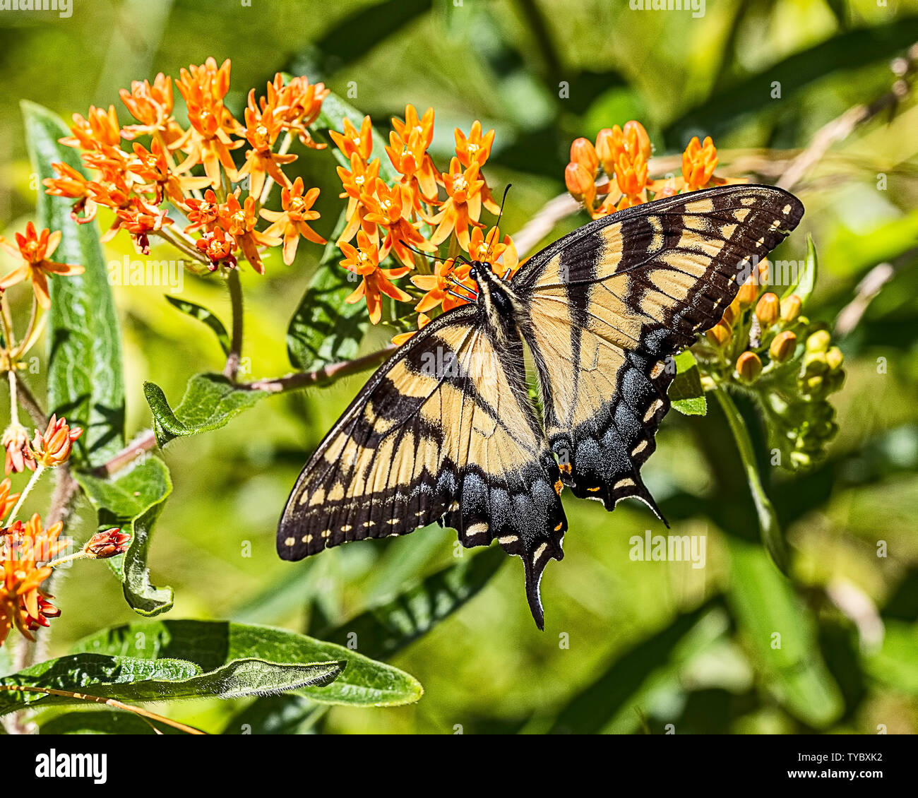 Female Eastern Tiger Swallowtail Butterfly Stock Photo - Alamy