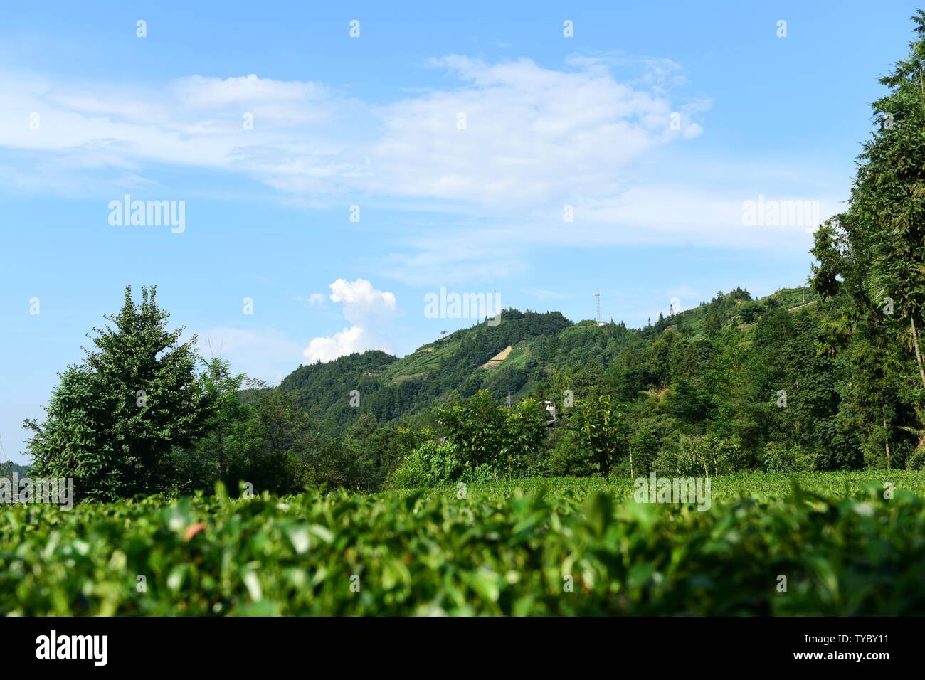 Highdefinition picture of tea garden tea Stock Photo Alamy