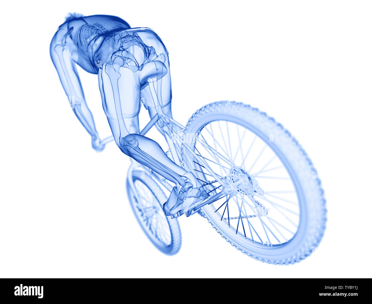 3d rendered illustration of a cyclists skeleton Stock Photo