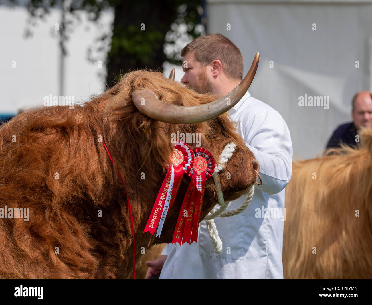 Highland Cattle at Show Stock Photo Alamy