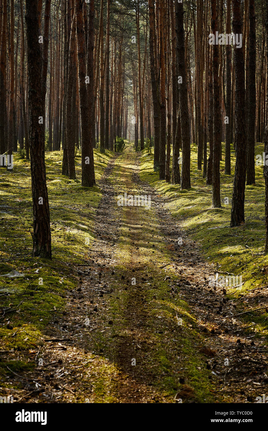 Green landscape of beautiful summer forest at sunrise Stock Photo - Alamy
