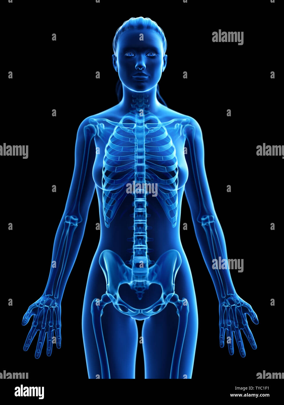 3d rendered medically accurate illustration of a womans skeleton Stock ...