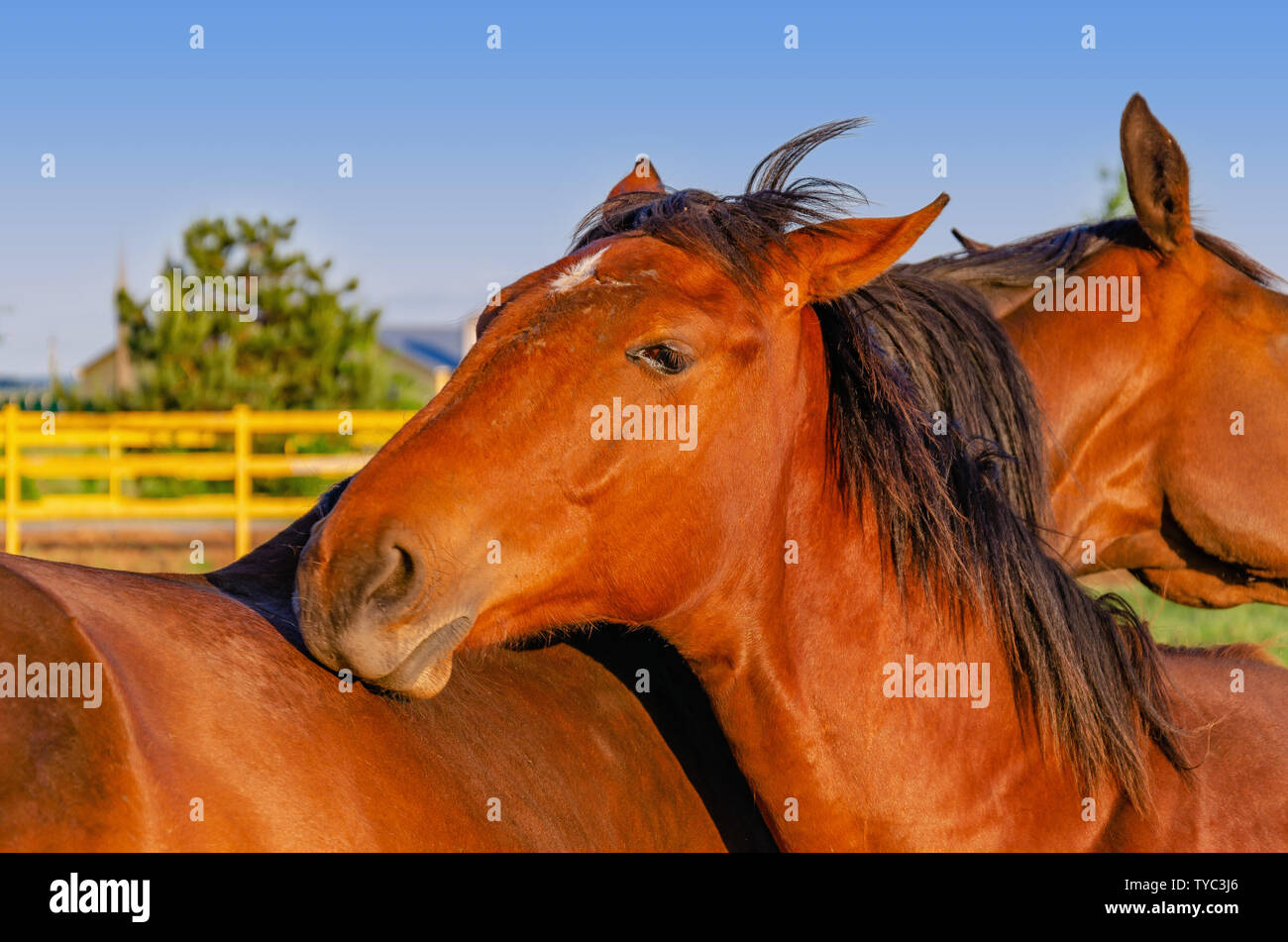 Two horses of red color are embracing, nodding their heads one on