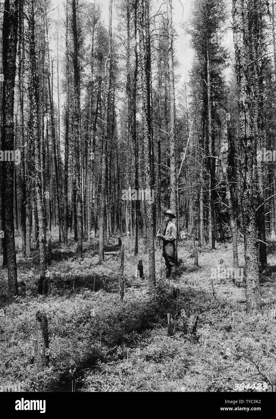 Photograph of District Ranger Chase; Scope and content:  Original caption: District Ranger Chase checking the number of stems per acre left in a jack pine stand after it was thinned selectively by commercial sale in the winter of 1937-38. Stock Photo