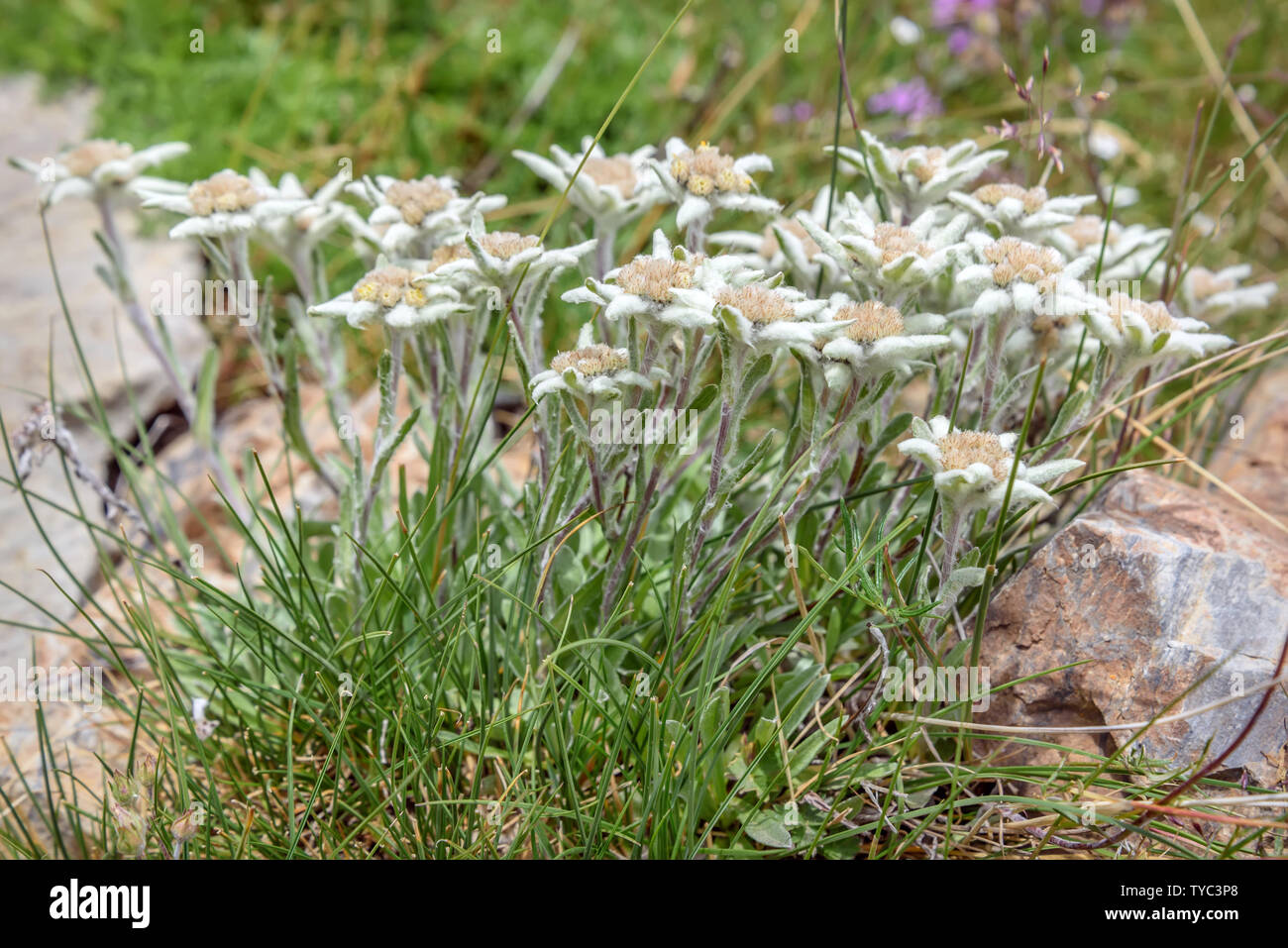 Edelweiss Flowers High Resolution Stock Photography And Images Alamy