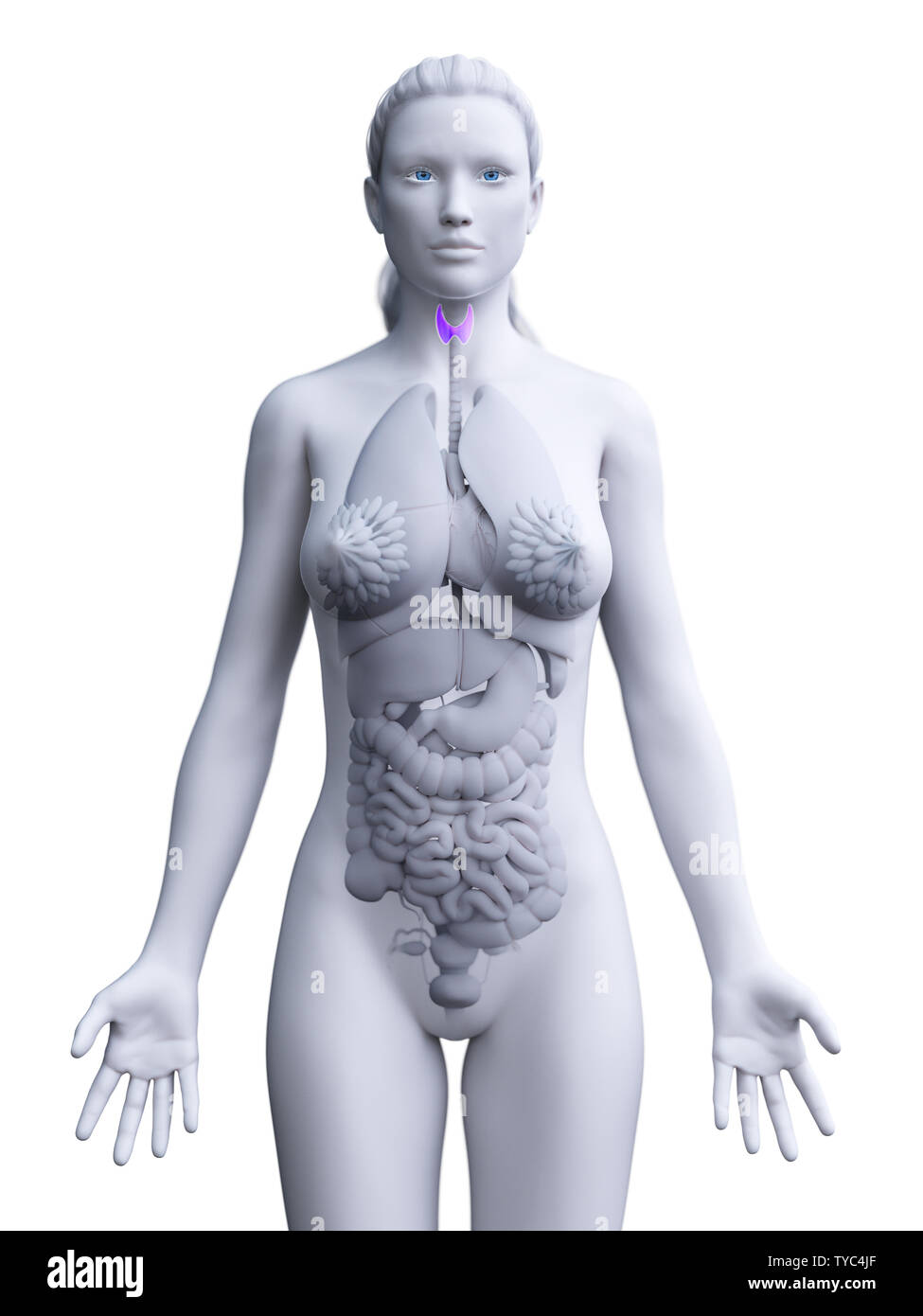 3d rendered medically accurate illustration of a womans thyroid Stock Photo