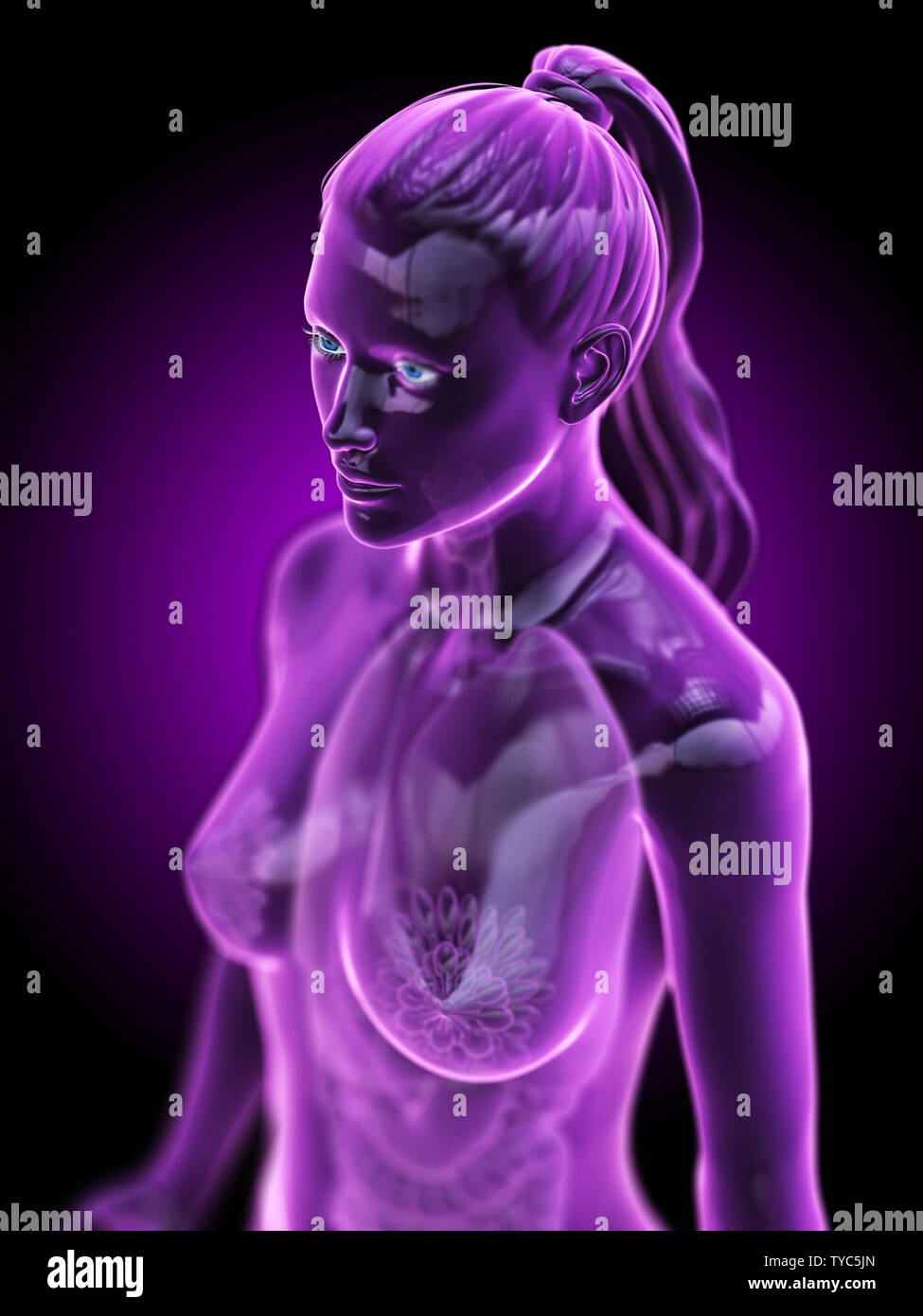 Female anatomy hi-res stock photography and images - Alamy