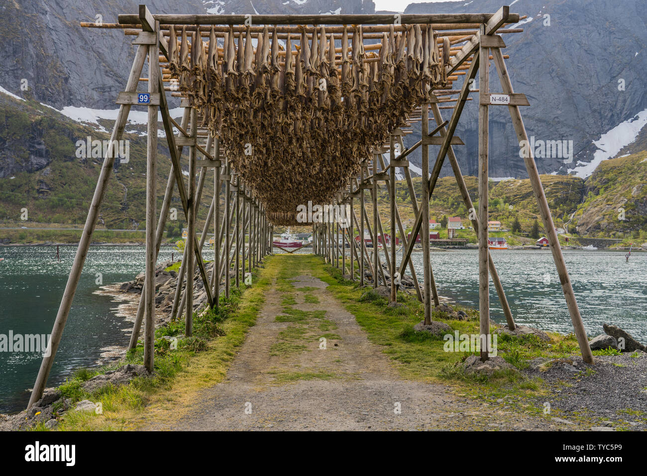 Cod bodies drying on a wooden rack outside, in the preparation of ...